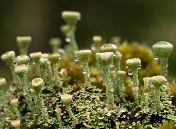 Cladonia Fimbriata