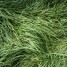 Flattened Grass thumbnail