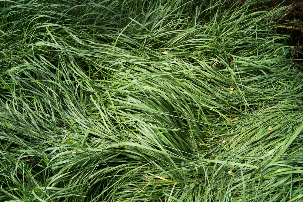 Flattened Grass