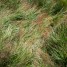 Flattened Grass thumbnail