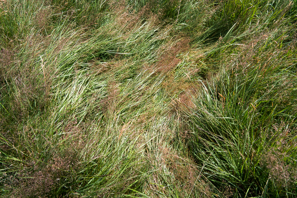 Flattened Grass