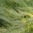 Flattened Grass thumbnail