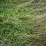 Flattened Grass thumbnail