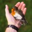 Robin thumbnail