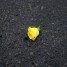Yellow Rose thumbnail